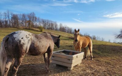 Debunking Myths about Mealtimes for Horses