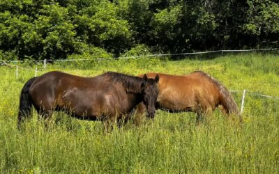 Is Long, Lush Grass Bad for Horses? How We Keep Our Easy Keepers Healthy All Summer.